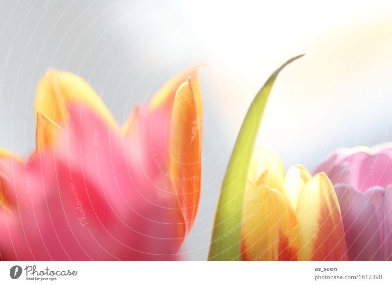 In the light Lifestyle Wellness Harmonious Senses Garden Mother's Day Easter Environment Nature Plant Spring Summer Tulip Blossom Blossom leave Bouquet