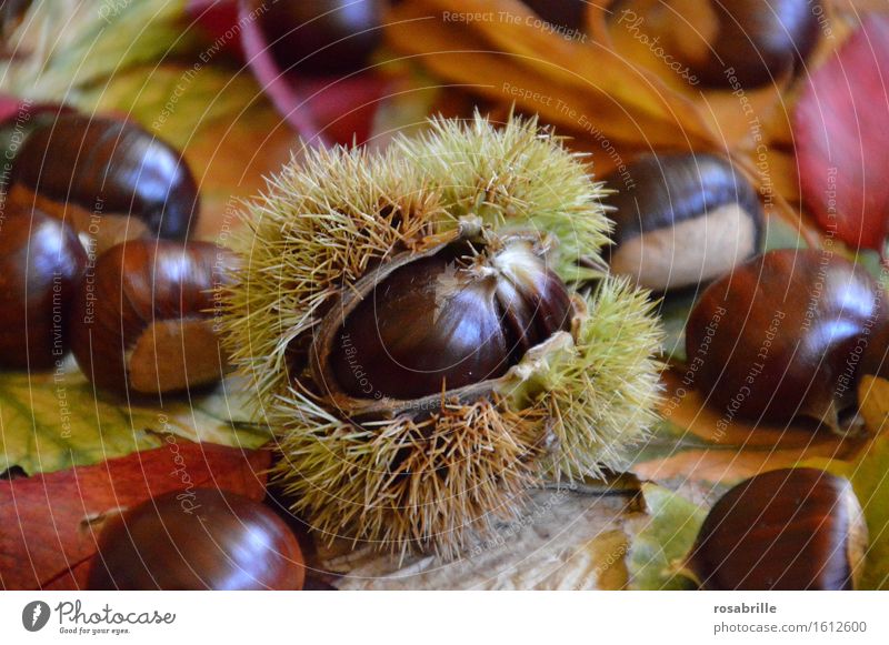 spiny fur coat - chestnut in shell between colourful autumn leaves Food fruit Dessert Nutrition Sweet chestnut Thanksgiving Nature Plant Autumn tree flaked