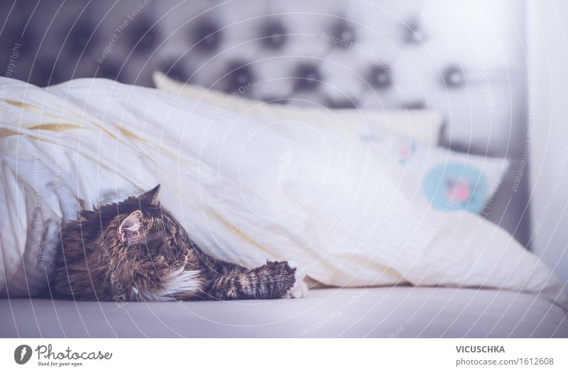 Cat in bed under the blanket Lifestyle Relaxation Living or residing Flat (apartment) Bedroom Animal Pet 1 Joy home Duvet Colour photo Interior shot