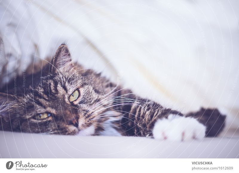 Cat lies comfortably in bed and looks into the camera Lifestyle Living or residing Nature Animal Pet 1 Soft Joy Cat's head Bed Duvet Retro Colours Colour photo