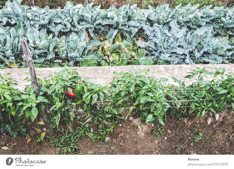 800 | low yield Vegetable Pepper Agriculture Forestry Horticulture Vegetable bed Vegetable garden Organic farming Organic produce Biological Stripe Row Growth