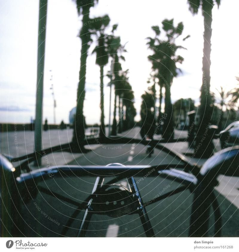 not only good for you Bicycle Alternative Clean Medium format Driving Eco-friendly Movement Barcelona Palm tree Bicycle handlebars Open Rent Analog Idea