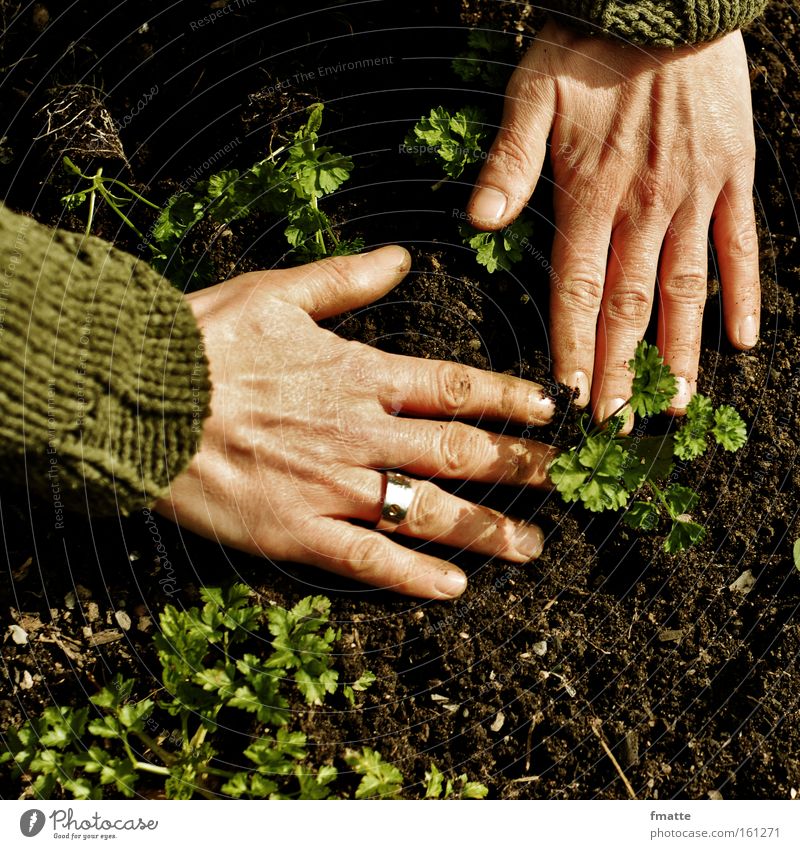 garden Hand Garden Earth Plant Parsley Sow Ground Gardener Joy