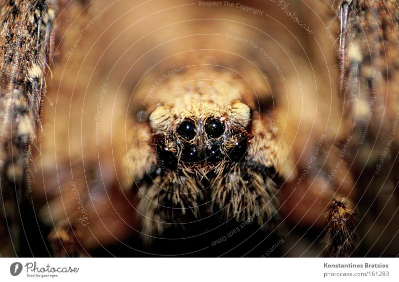 small Wolfi Colour photo Interior shot Close-up Macro (Extreme close-up) Blur Animal portrait Looking into the camera Spider 1 Net Threat Dark Disgust Large