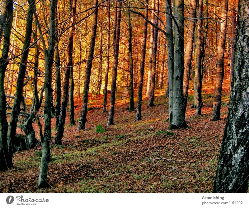 my "tribal forest" Nature Landscape Autumn Tree Moss Leaf Forest Red Tree trunk Floor covering Ground Tree bark mill district Light Shadow Autumnal colours