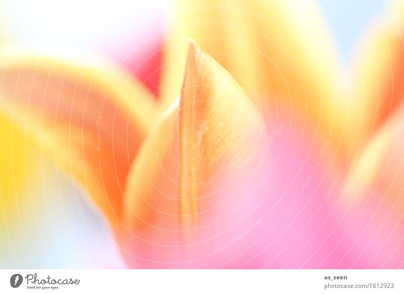 pastel Life Harmonious Senses Mother's Day Easter Environment Nature Plant Spring Summer Tulip Blossom Blossom leave Blossoming Illuminate Growth Esthetic