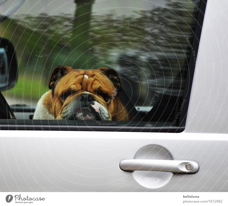 BOTOX Animal Pet Dog Animal face Pelt 1 Observe Discover Relaxation Driving Looking Sit Dream Sadness Wait Wrinkle Car Car door Window Boredom Break