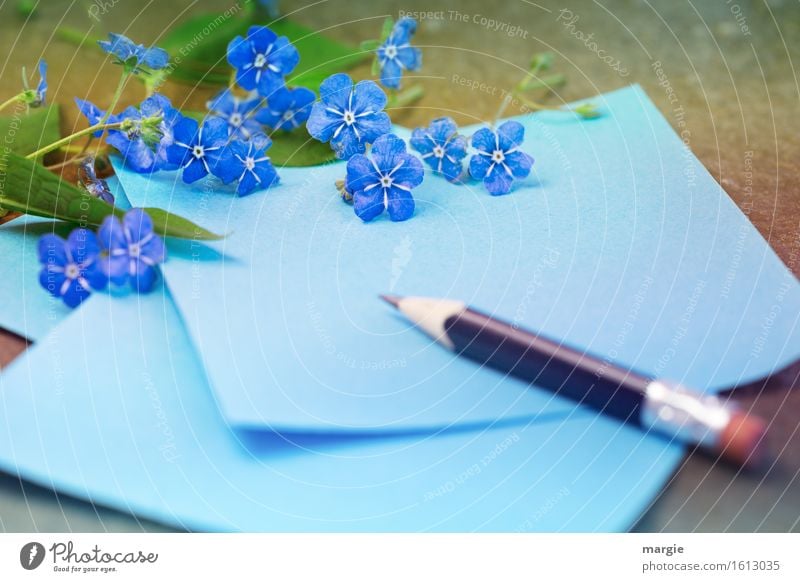 Forget-me-not - flowers with blue paper and pencil Profession Office work Workplace Advertising Industry To talk Flower Blossom Foliage plant Write Blue