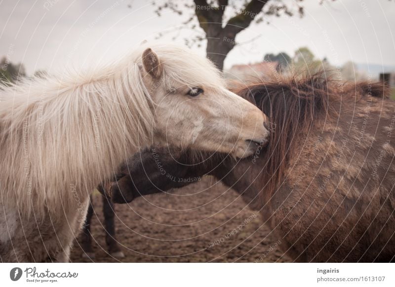 Careful Nature Landscape Sky Tree Animal Farm animal Horse Animal face Pelt Iceland Pony 2 Pair of animals Touch To enjoy Cleaning Together Beautiful