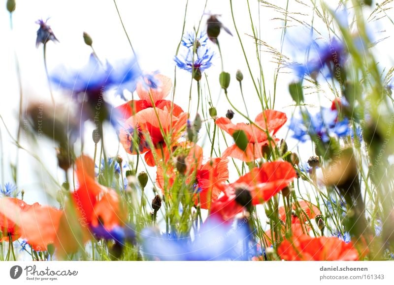 Red with blue all around Summer Meadow Poppy Corn poppy Sun Cornflower Sky Blue Blossom Perspective