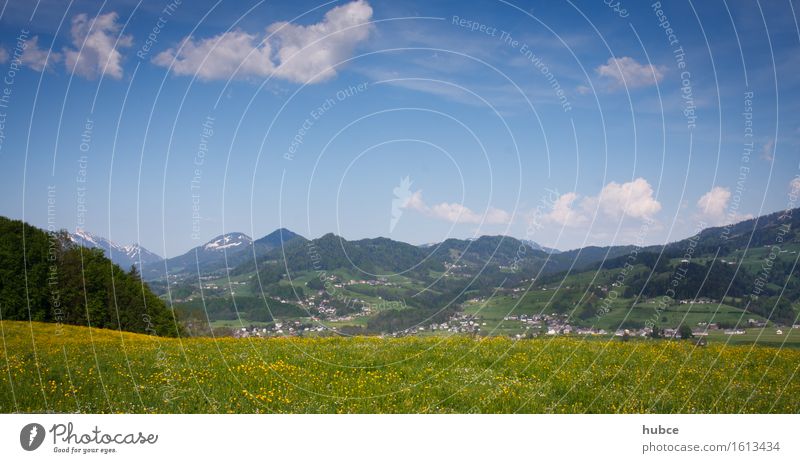 Flower meadow in the Bregenzerwald Vacation & Travel Environment Nature Landscape Plant Clouds Beautiful weather Grass Bushes Meadow Forest Hill Mountain