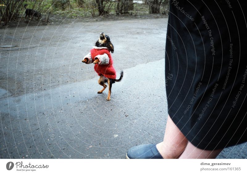 Dog 2 Animal Mammal Street Hand Meal Red Asphalt Fear Emotions Tallinn Passion Love Colour feeling Exterior shot