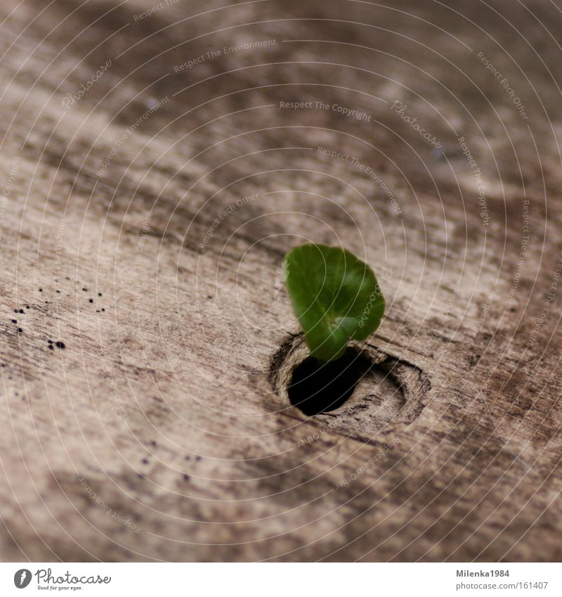 Way into the light Leaf Green Leaf green Wood Nature Plant Botany Hollow Curiosity Shoot Growth Defiant Macro (Extreme close-up) Close-up