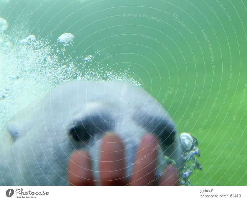 Look who's looking! Polar Bear Curiosity Zoo Underwater photo Interest Joy Mammal Water zoo photograph Swimming & Bathing