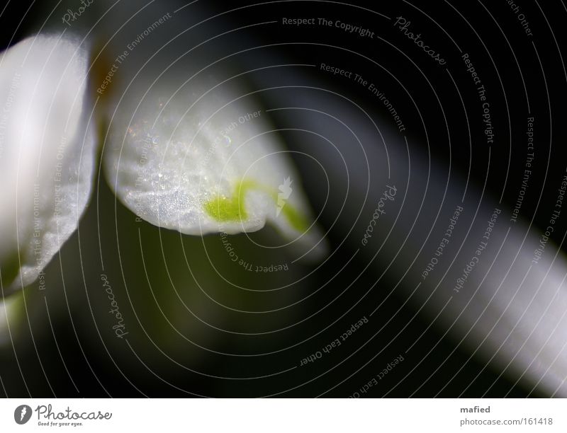From darkness to light Blossom Light Dark Blur White Green Snowdrop Spring Macro (Extreme close-up) Close-up