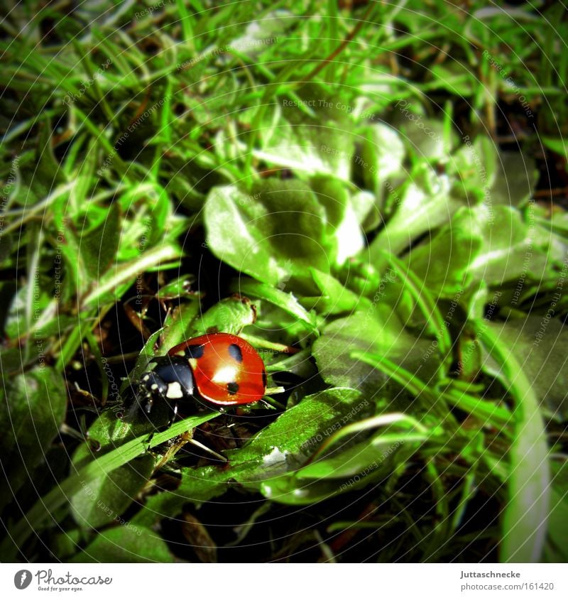 All the happiness in the world Ladybird Beetle Insect Happy Good luck charm Seven-spot ladybird Spring Crawl Meadow Nature Peace Juttas snail
