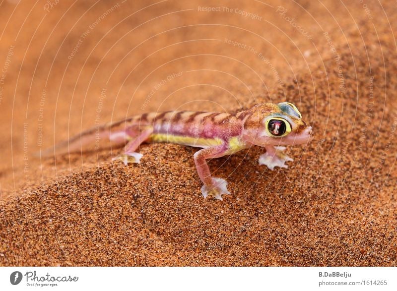 gecko Adventure Safari Expedition Sand Warmth Drought Animal Wild animal 1 Exotic Gecko Desert Namib desert Namibia Namib Gcko Pachydactylus rangei Africa