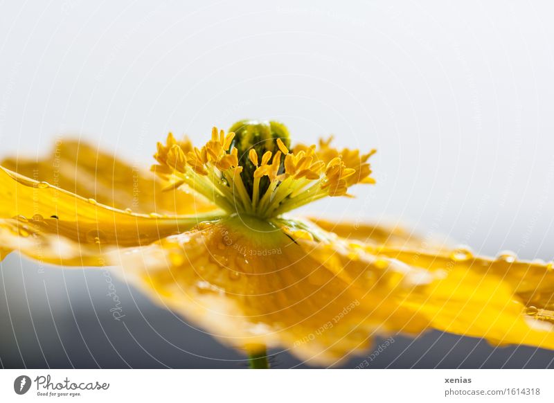 Macro photograph of a yellow flower Iceland poppy in front of a light background Stamen Water Drops of water Spring Summer Rain Flower Blossom Yellow Gray Green
