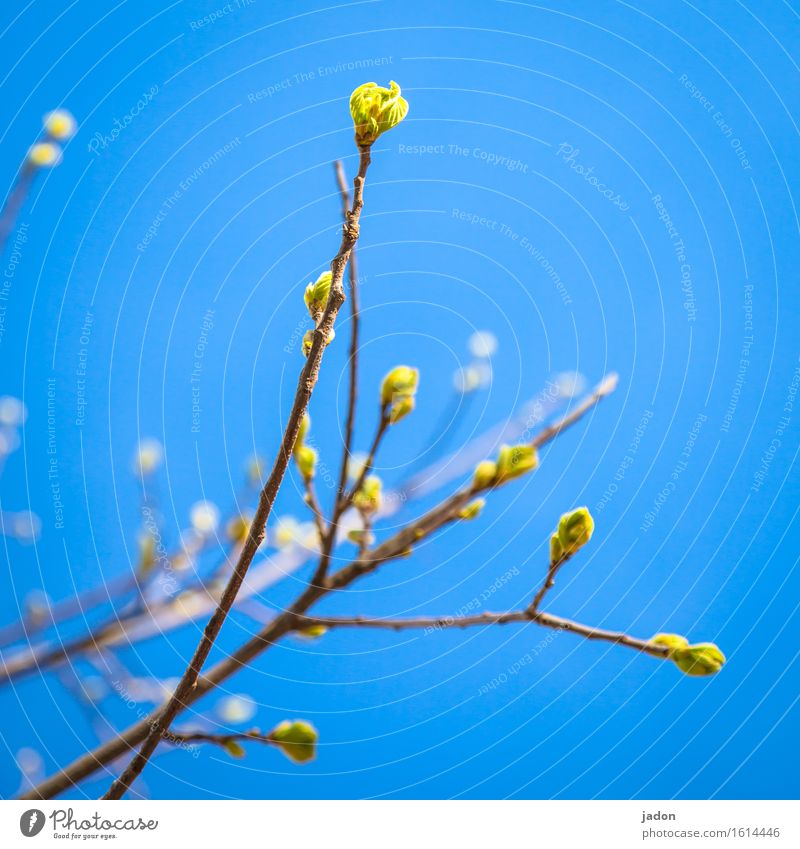 a little spring. Gardening Nature Plant Sky Spring Beautiful weather Tree Bushes Blossom Foliage plant Park Blossoming Fresh Blue Yellow Power Growth Glittering