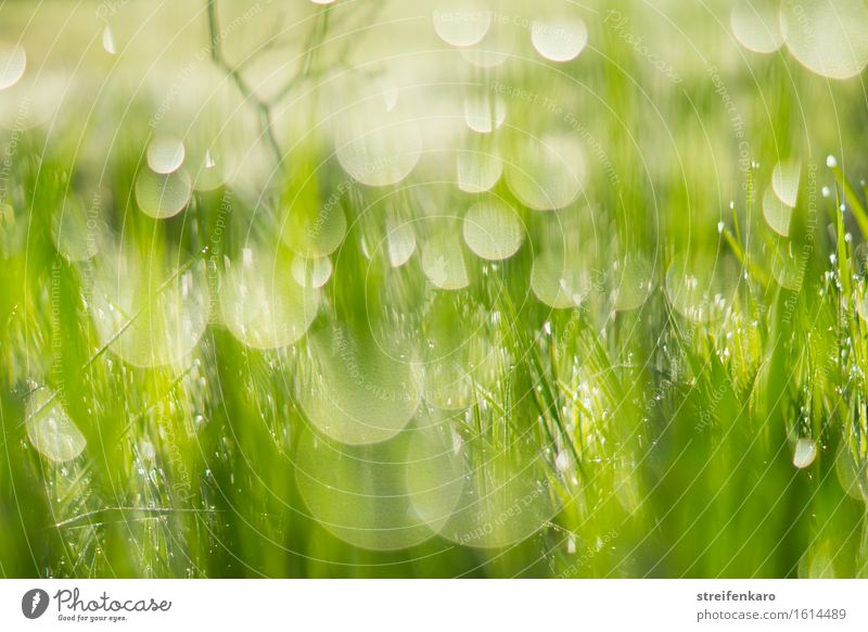 Sun drops - blades of grass and dewdrops dipped in blurriness i Harmonious Environment Nature Plant Water Drops of water Spring Summer Grass Leaf Meadow Dew