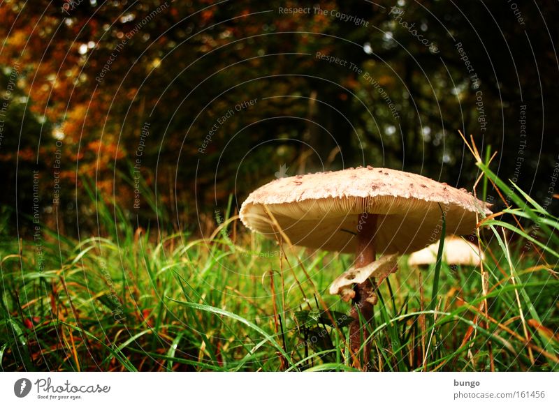 homunculus in silva stat... Nature Autumn Grass Forest Growth Wet Loneliness Mushroom Parasol mushroom Woodground Damp Clearing Fairy tale Fantastic