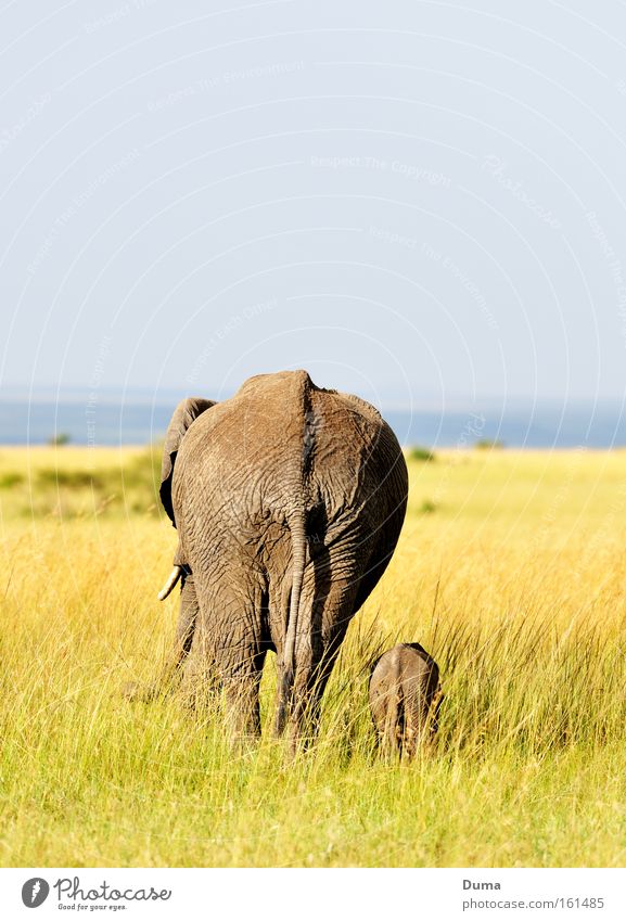security Baby elefant Wilderness Safari Grass Harmonious Safety (feeling of) Elephant Animal Nature Landscape Protection Kenya Africa Trust Mammal wildlife