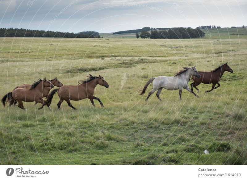 wild horses galloping in a meadow