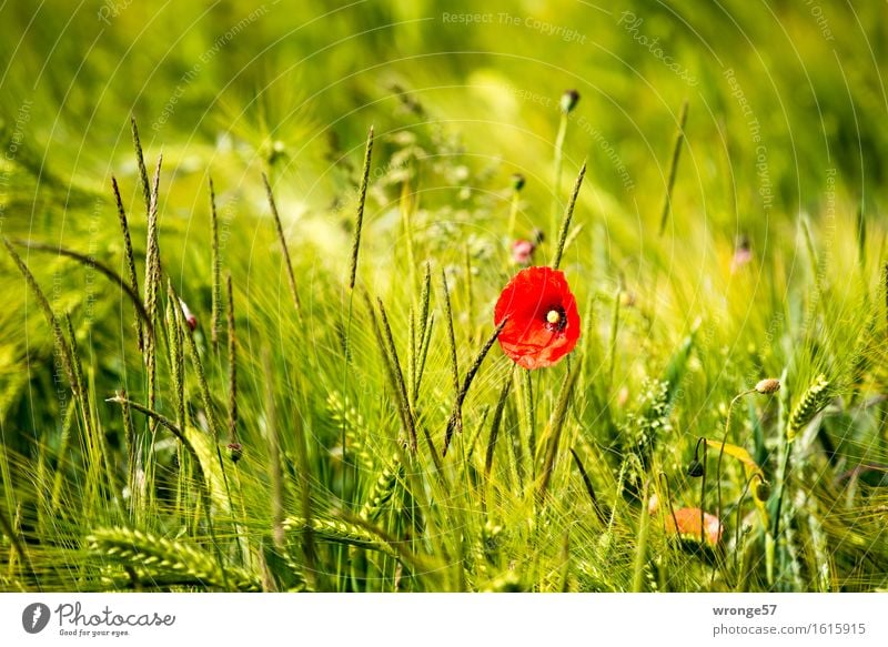 dashes of colour Nature Plant Summer Beautiful weather Flower Foliage plant Agricultural crop Wild plant Poppy Poppy blossom Grain field Cornfield Field Natural