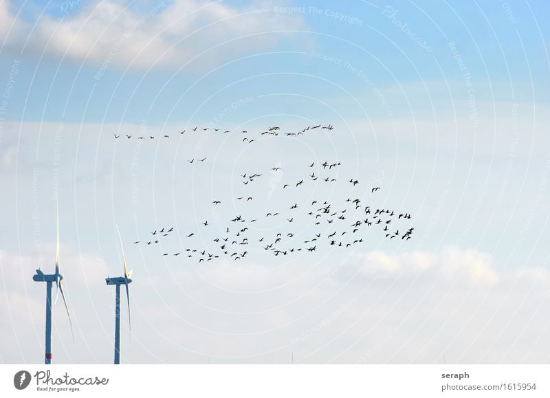 Migratory Birds Migratory bird Nature Flying Group Gray lag goose Goose Wind energy plant Environmental protection Ecological Nature reserve North Sea Sky