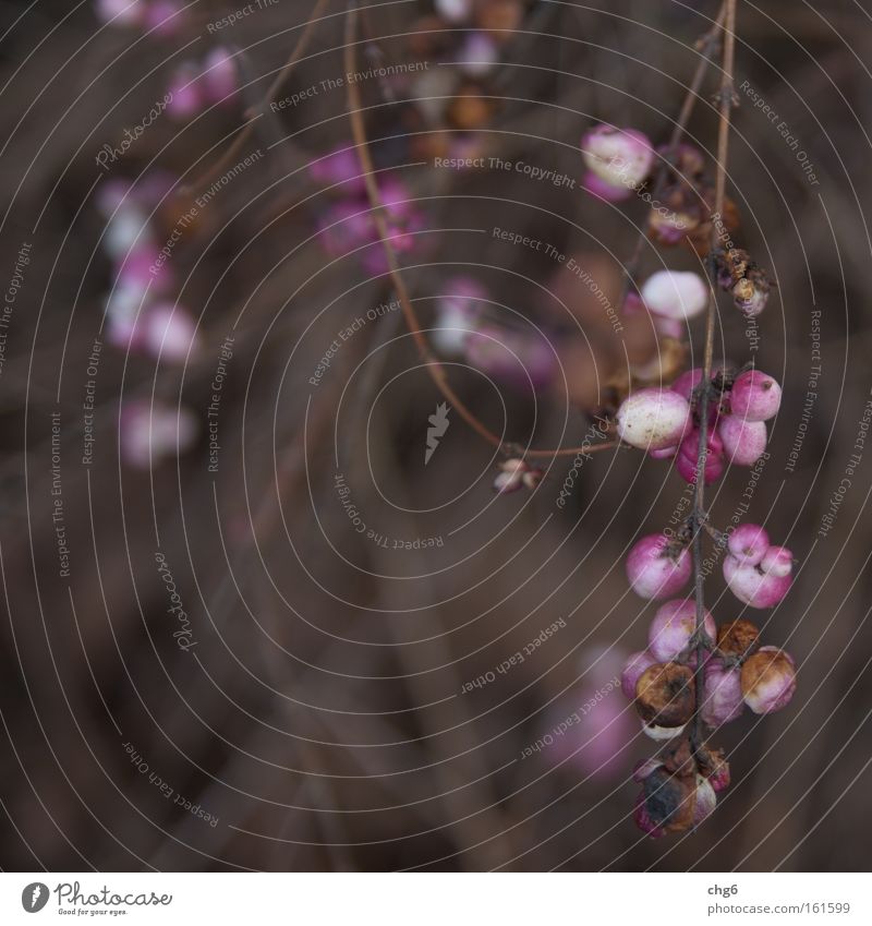 Remains from last year Plant Flower Fruit Bushes Detail Pink White Blur Twig Spring Winter