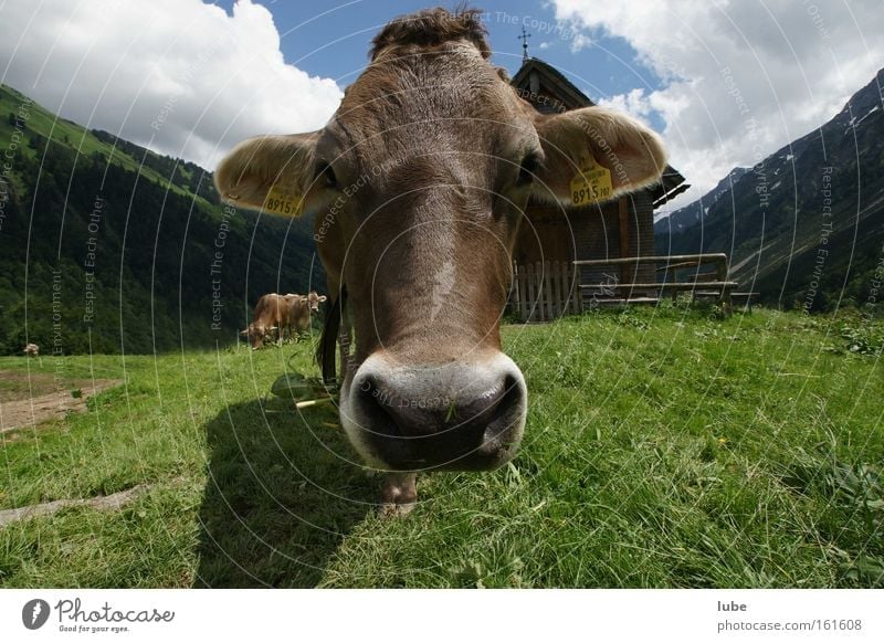 Cow for you Livestock Agriculture Cattle Milk production Elk cow Dairy Products Mammal brown cattle