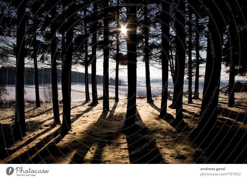 sun shadows tree Sun Tree Wood Shadow Winter Landscape Reflection Snow forrest