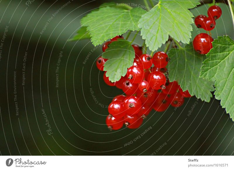 ripe red currants Redcurrant Berries Fruit red berries Red Fruits Redcurrant bush Vitamin vegan Vitamin C vegetarian Seasonal fruit July Fresh