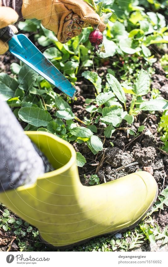 Picking radishes in the garden Vegetable Vegetarian diet Summer Garden Gardening Woman Adults Hand Nature Plant Earth Leaf Growth Fresh Green Red Organic food