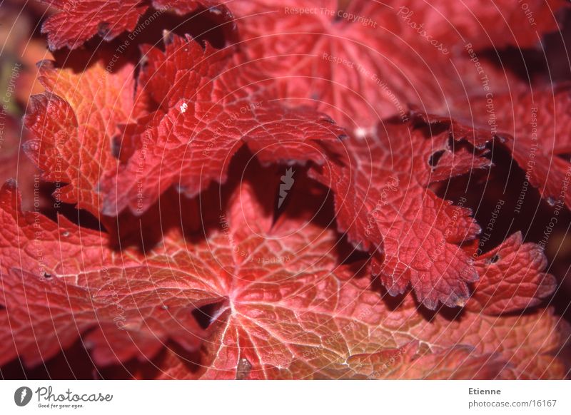Autumn mood 1 Leaf Red Macro (Extreme close-up) Nature