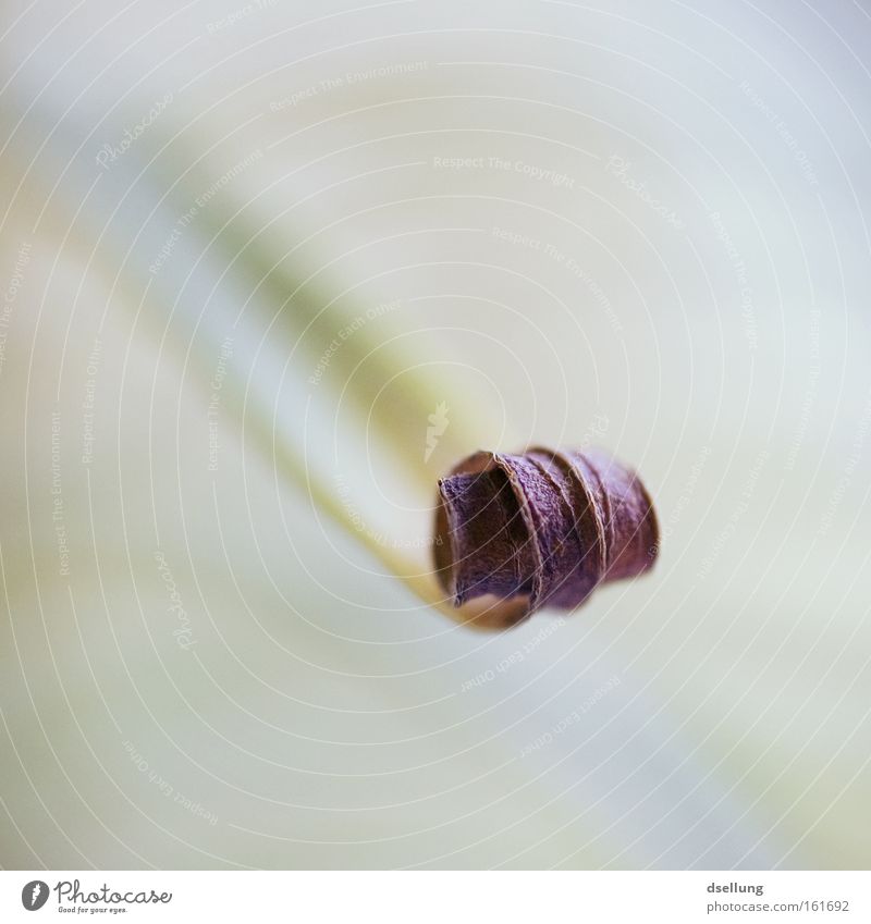 spring role Plant Coil Shriveled Dry Thirsty Die of thirst Parched Spring Summer Light Green Leaf green Drought Dried Macro (Extreme close-up) Close-up roll