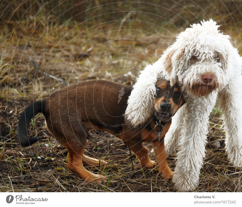 pretty best friends Pet Dog 2 Animal Touch To hold on Looking Playing Stand Brash Cuddly Funny Curiosity Cute Brown Black White Joy Joie de vivre (Vitality)