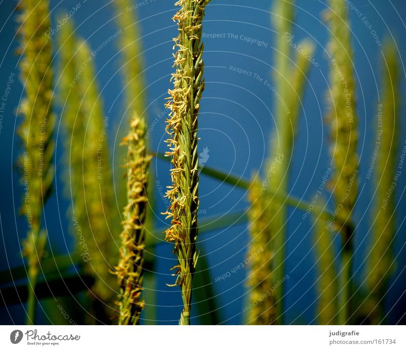 summer Grass Beach Coast Beach dune Sky Water Green Blue Summer Nature Environment Pollen Colour marram grass