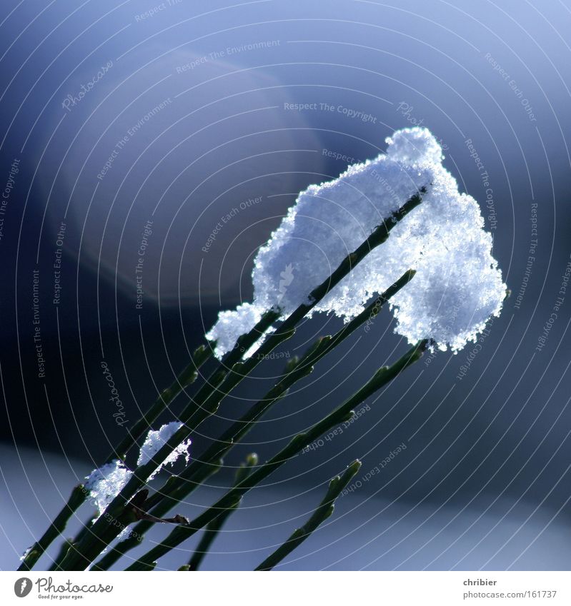 Ice on a stick Snow Winter Back-light Reflection Soft White Frost Blue Glittering Brilliant Broom chribier Sadness