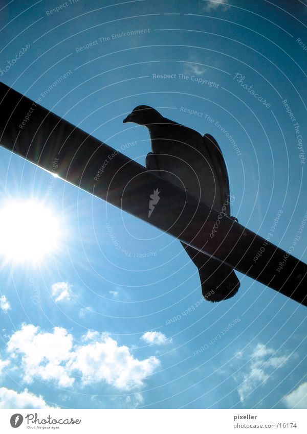 barred bird Pigeon Bird Rod Clouds Transport Sky Sun Blue Shadow siluette
