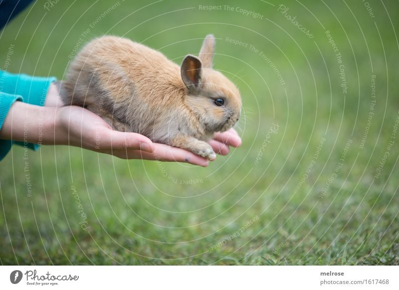 A N G S T Rabbit Girl Hand Fingers 1 Human being 8 - 13 years Child Infancy Pet Animal face Pelt Paw baby hare hare spoon Pygmy rabbit Rodent Mammal Baby animal