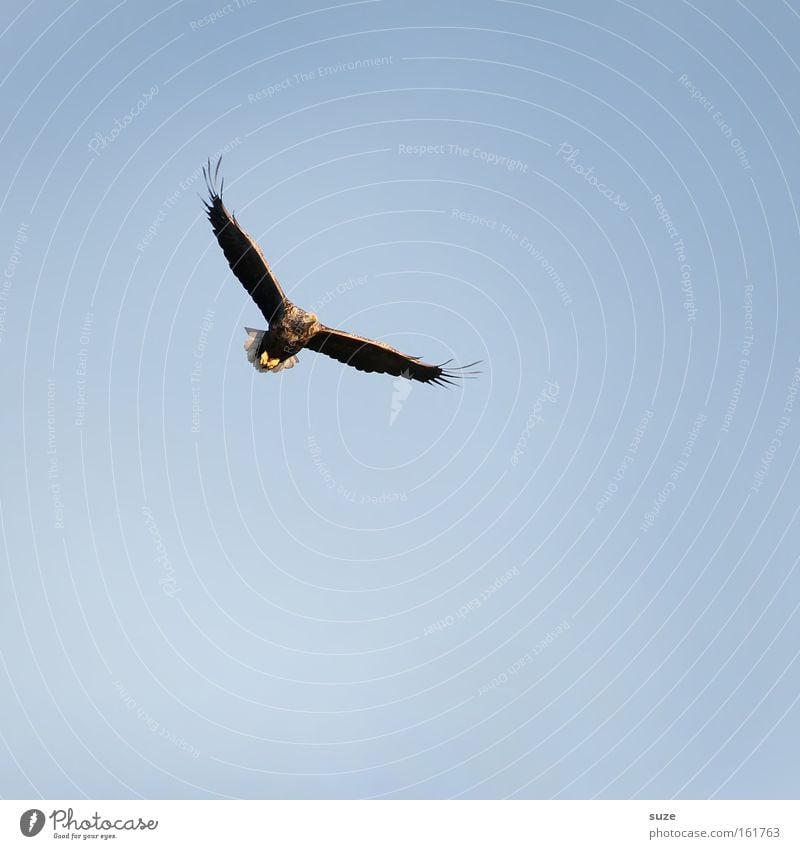 white-tailed eagle Hunting Freedom Environment Nature Air Sky Cloudless sky Climate Beautiful weather Animal Wild animal Bird Eagle 1 Blue Power Might