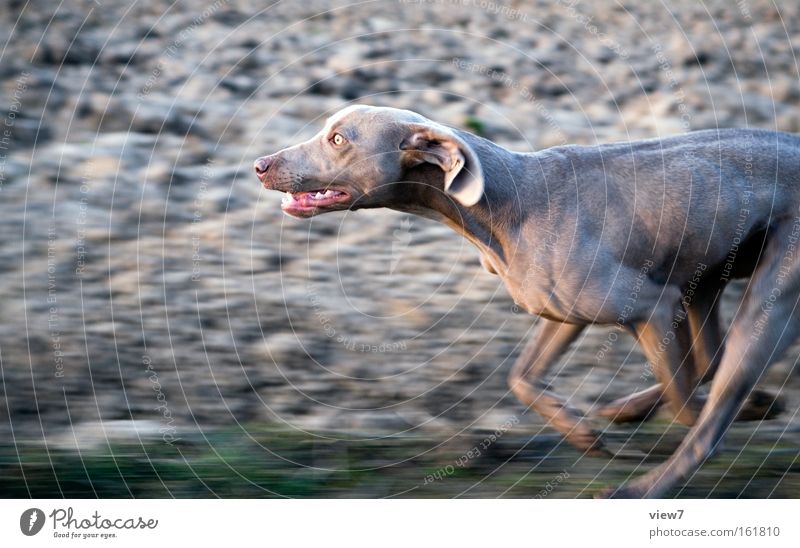 hunt Dog Hunting Hound Running Racing sports Running sports Walking Speed Field Pursue Paw Snout Pelt Weimaraner Concentrate Mammal Playing