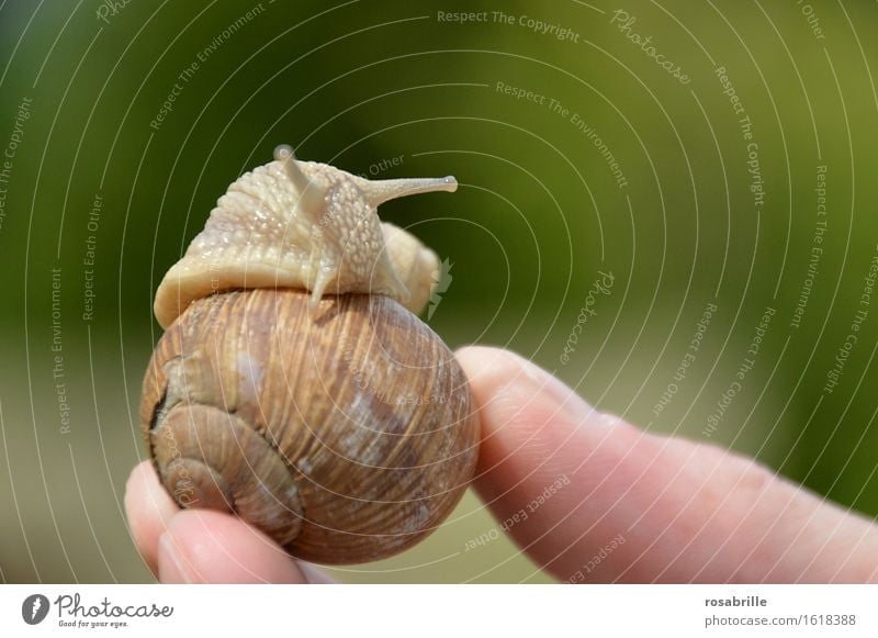 Snail comes out of her house which is held in the hand of a human in front of a blurred background House (Residential Structure) Fingers Environment Nature