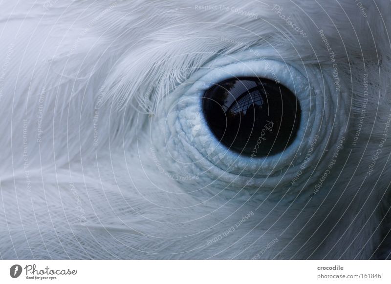 captivity Eyes Bird Captured Grating Cage Feather Black Reflection Blue White Beautiful Sadness Looking Parrots Grief Distress Macro (Extreme close-up) Close-up