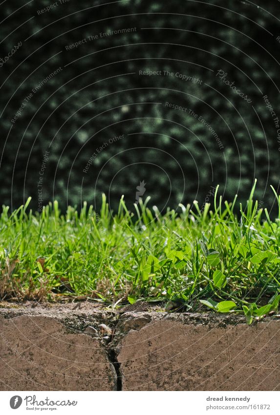 grass Colour photo Close-up Pattern Structures and shapes Deserted Copy Space top Copy Space bottom Copy Space middle Day Reflection Sunlight Back-light