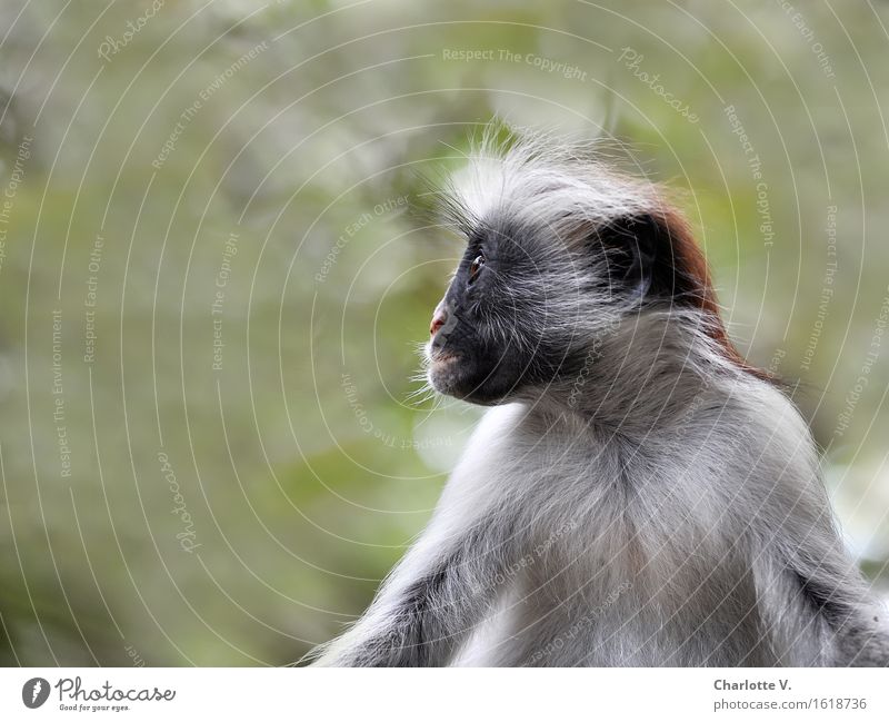 flat nose Animal Wild animal Monkeys Red Colobus Long-tailed monkey 1 Observe Crouch Looking Sit Exotic Gray Green Black Caution Serene Calm Curiosity Interest