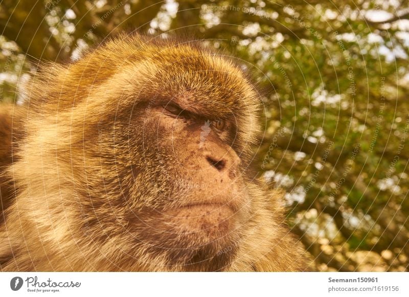 Barbary monkey Environment Nature Animal Gibraltar Wild animal Animal face 1 Observe Looking Sit Muscular Natural Smart Power Brave Determination Attentive