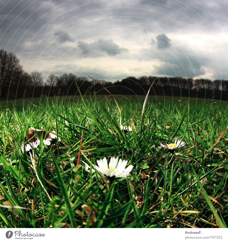 April, April Worm's-eye view Spring Meadow Lawn Clouds Weather Daisy Grass Park Spring flowering plant Fisheye April weather heralds of spring