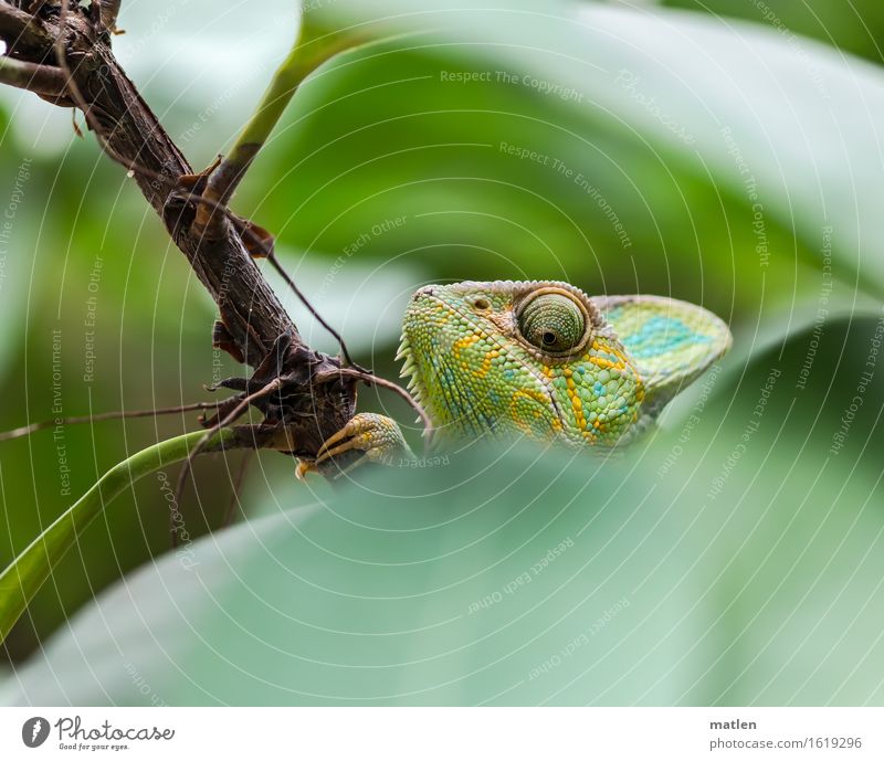 ...on the lookout, on the lookout... Tree Leaf Animal Animal face Brown Yellow Green Observe Chameleon Colour photo Exterior shot Close-up Deserted